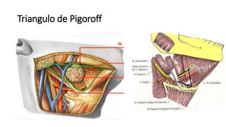 Triangulo de Pigoroff
 