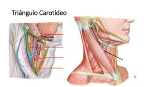 Triángulo Carotídeo
 