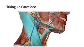 Triángulo Carotídeo
 