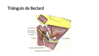 Triángulo de Beclard
 