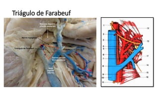 Triágulo de Farabeuf
 