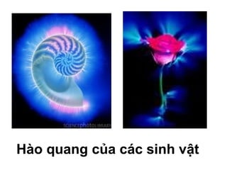 Hào quang của các sinh vật
 