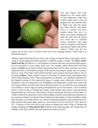 This ripe Figuier fruit (fig)
                                                         dropped by a bat clearly shows
                                                         its tooth impressions. Some bats
                                                         swallow small seeds as they eat
                                                         hanging fruit, and defecate them
                                                         in flight away from the parent
                                                         tree. Other bats fly with whole
                                                         fruits to another tree-roost
                                                         location where they eat it in
                                                         safety, once again, dropping the
                                                         seeds far away from the parent
                                                         tree when they’ve finished
                                                         eating. Sometimes bats drop
                                                         seeds by mistake, as did the one
                                                         carrying this Figuier fruit, before
                                                         eating it. Either way, the tree
sprouts up far away from its parent, which gives the emerging sapling a better chance to
germinate and grow.

Different kinds of bats play diverse roles in the ecology of tropical forests, each genus of fruit-
eating or nectar-sipping bat being important to different groups of plants. The Seba's Short-
tailed Fruit Bat (see below) is a vital disperser for pioneer and early successional plant species,
but not necessarily to more mature forest trees. For example, Seba's Short-tailed Fruit Bats
(genus, Carollia) do not tend to include figs (pictured here) in their diets, and hence are not an
important factor in the dispersal ecology of this species-rich group of canopy trees. In contrast,
however, some of the Seba’s Short-tailed Fruit Bat’s most common leaf-nosed relatives, bats of
the genus Artibeus, which includes 3 species in Trinidad, do indeed eat figs, and disperse their
seeds widely (Fleming, 1987). These fig-eating bats are, therefore, very important contributors to
the dispersal ecology of this species-rich group of canopy trees collectively referred to by
biologists as, figs. It is important for all Trinidadians and Tobagonians to realize how many local
birds, game animals, and other fruit-eaters relish figs because it is one of the few fruit groups that
are available in various stages of ripeness throughout the year in local forests. A list of animals
known to feed on figs in Trinidad and Tobago would include many species, and experienced
tropical birders are well aware of the attractive forces a fruiting fig tree exerts on the avifauna. A
wealth of small fruit-eating birds, most of them brightly coloured, and of particular importance to
the ecotourism industry, are drawn to these fruiting trees like magnets. Troops of monkeys, larger
birds like pawi, corn birds, Ramier, etc., knock considerable quantities on the ground where less
agile creatures like agouti, lappe, quenk, etc. also eat them (Forsyth and Miyata, 1984). Between
10 - 15 species of local fruit bats are also known to disperse the seeds of figs in Trinidad and
Tobago, including the Macconnell’s Bats featured on the following page. All of these bats are
helping to feed other wildlife when they disperse the seeds of fig trees.




www.trinibats.com                                10            Helping to conserve the bats of Trinidad
 