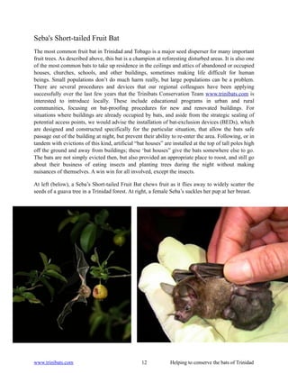 Seba's Short-tailed Fruit Bat
The most common fruit bat in Trinidad and Tobago is a major seed disperser for many important
fruit trees. As described above, this bat is a champion at reforesting disturbed areas. It is also one
of the most common bats to take up residence in the ceilings and attics of abandoned or occupied
houses, churches, schools, and other buildings, sometimes making life difficult for human
beings. Small populations don’t do much harm really, but large populations can be a problem.
There are several procedures and devices that our regional colleagues have been applying
successfully over the last few years that the Trinibats Conservation Team www.trinibats.com is
interested to introduce locally. These include educational programs in urban and rural
communities, focusing on bat-proofing procedures for new and renovated buildings. For
situations where buildings are already occupied by bats, and aside from the strategic sealing of
potential access points, we would advise the installation of bat-exclusion devices (BEDs), which
are designed and constructed specifically for the particular situation, that allow the bats safe
passage out of the building at night, but prevent their ability to re-enter the area. Following, or in
tandem with evictions of this kind, artificial “bat houses” are installed at the top of tall poles high
off the ground and away from buildings; these ‘bat houses” give the bats somewhere else to go.
The bats are not simply evicted then, but also provided an appropriate place to roost, and still go
about their business of eating insects and planting trees during the night without making
nuisances of themselves. A win win for all involved, except the insects.

At left (below), a Seba’s Short-tailed Fruit Bat chews fruit as it flies away to widely scatter the
seeds of a guava tree in a Trinidad forest. At right, a female Seba’s suckles her pup at her breast.




www.trinibats.com                                 12           Helping to conserve the bats of Trinidad
 