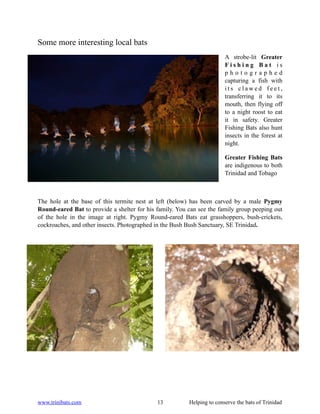 Some more interesting local bats
                                                                        A strobe-lit Greater
                                                                        Fishing Bat is
                                                                        photographed
                                                                        capturing a fish with
                                                                        its clawed feet,
                                                                        transferring it to its
                                                                        mouth, then flying off
                                                                        to a night roost to eat
                                                                        it in safety. Greater
                                                                        Fishing Bats also hunt
                                                                        insects in the forest at
                                                                        night.

                                                                        Greater Fishing Bats
                                                                        are indigenous to both
                                                                        Trinidad and Tobago



The hole at the base of this termite nest at left (below) has been carved by a male Pygmy
Round-eared Bat to provide a shelter for his family. You can see the family group peeping out
of the hole in the image at right. Pygmy Round-eared Bats eat grasshoppers, bush-crickets,
cockroaches, and other insects. Photographed in the Bush Bush Sanctuary, SE Trinidad.




www.trinibats.com                            13          Helping to conserve the bats of Trinidad
 