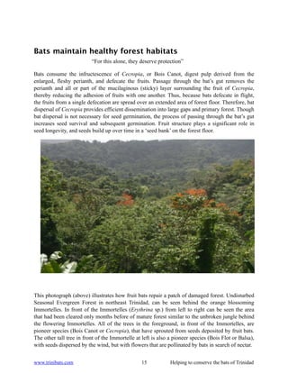 Bats maintain healthy forest habitats
                          “For this alone, they deserve protection”

Bats consume the infructescence of Cecropia, or Bois Canot, digest pulp derived from the
enlarged, fleshy perianth, and defecate the fruits. Passage through the bat’s gut removes the
perianth and all or part of the mucilaginous (sticky) layer surrounding the fruit of Cecropia,
thereby reducing the adhesion of fruits with one another. Thus, because bats defecate in flight,
the fruits from a single defecation are spread over an extended area of forest floor. Therefore, bat
dispersal of Cecropia provides efficient dissemination into large gaps and primary forest. Though
bat dispersal is not necessary for seed germination, the process of passing through the bat’s gut
increases seed survival and subsequent germination. Fruit structure plays a significant role in
seed longevity, and seeds build up over time in a ‘seed bank’ on the forest floor.




This photograph (above) illustrates how fruit bats repair a patch of damaged forest. Undisturbed
Seasonal Evergreen Forest in northeast Trinidad, can be seen behind the orange blossoming
Immortelles. In front of the Immortelles (Erythrina sp.) from left to right can be seen the area
that had been cleared only months before of mature forest similar to the unbroken jungle behind
the flowering Immortelles. All of the trees in the foreground, in front of the Immortelles, are
pioneer species (Bois Canot or Cecropia), that have sprouted from seeds deposited by fruit bats.
The other tall tree in front of the Immortelle at left is also a pioneer species (Bois Flot or Balsa),
with seeds dispersed by the wind, but with flowers that are pollinated by bats in search of nectar.


www.trinibats.com                                15            Helping to conserve the bats of Trinidad
 