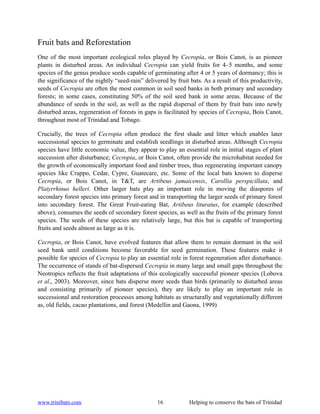 Fruit bats and Reforestation
One of the most important ecological roles played by Cecropia, or Bois Canot, is as pioneer
plants in disturbed areas. An individual Cecropia can yield fruits for 4–5 months, and some
species of the genus produce seeds capable of germinating after 4 or 5 years of dormancy; this is
the significance of the nightly “seed-rain” delivered by fruit bats. As a result of this productivity,
seeds of Cecropia are often the most common in soil seed banks in both primary and secondary
forests; in some cases, constituting 50% of the soil seed bank in some areas. Because of the
abundance of seeds in the soil, as well as the rapid dispersal of them by fruit bats into newly
disturbed areas, regeneration of forests in gaps is facilitated by species of Cecropia, Bois Canot,
throughout most of Trinidad and Tobago.

Crucially, the trees of Cecropia often produce the first shade and litter which enables later
successional species to germinate and establish seedlings in disturbed areas. Although Cecropia
species have little economic value, they appear to play an essential role in initial stages of plant
succession after disturbance; Cecropia, or Bois Canot, often provide the microhabitat needed for
the growth of economically important food and timber trees, thus regenerating important canopy
species like Crappo, Cedar, Cypre, Guatecare, etc. Some of the local bats known to disperse
Cecropia, or Bois Canot, in T&T, are Artibeus jamaicensis, Carollia perspicillata, and
Platyrrhinus helleri. Other larger bats play an important role in moving the diaspores of
secondary forest species into primary forest and in transporting the larger seeds of primary forest
into secondary forest. The Great Fruit-eating Bat, Artibeus lituratus, for example (described
above), consumes the seeds of secondary forest species, as well as the fruits of the primary forest
species. The seeds of these species are relatively large, but this bat is capable of transporting
fruits and seeds almost as large as it is.

Cecropia, or Bois Canot, have evolved features that allow them to remain dormant in the soil
seed bank until conditions become favorable for seed germination. These features make it
possible for species of Cecropia to play an essential role in forest regeneration after disturbance.
The occurrence of stands of bat-dispersed Cecropia in many large and small gaps throughout the
Neotropics reflects the fruit adaptations of this ecologically successful pioneer species (Lobova
et al., 2003). Moreover, since bats disperse more seeds than birds (primarily to disturbed areas
and consisting primarily of pioneer species), they are likely to play an important role in
successional and restoration processes among habitats as structurally and vegetationally different
as, old fields, cacao plantations, and forest (Medellin and Gaona, 1999)




www.trinibats.com                                16            Helping to conserve the bats of Trinidad
 