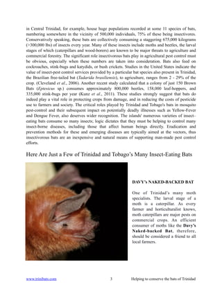 in Central Trinidad, for example, house huge populations recorded at some 11 species of bats,
numbering somewhere in the vicinity of 500,000 individuals, 75% of these being insectivores.
Conservatively speaking, these bats are collectively consuming a staggering 675,000 kilograms
(>300,000 lbs) of insects every year. Many of these insects include moths and beetles, the larval
stages of which (caterpillars and wood-borers) are known to be major threats to agriculture and
commercial forestry. The significant role insectivorous bats play in agricultural pest control must
be obvious, especially when these numbers are taken into consideration. Bats also feed on
cockroaches, stink-bugs and katydids, or bush crickets. Studies in the United States indicate the
value of insect-pest control services provided by a particular bat species also present in Trinidad,
the Brazilian free-tailed bat (Tadarida brasiliensis), to agriculture, ranges from 2 - 29% of the
crop. (Cleveland et al., 2006). Another recent study calculated that a colony of just 150 Brown
Bats (Eptesicus sp.) consumes approximately 800,000 beetles, 158,000 leaf-hoppers, and
335,000 stink-bugs per year (Kunz et al., 2011). These studies strongly suggest that bats do
indeed play a vital role in protecting crops from damage, and in reducing the costs of pesticide
use to farmers and society. The critical roles played by Trinidad and Tobago's bats in mosquito
pest-control and their subsequent impact on potentially deadly illnesses such as Yellow-Fever
and Dengue Fever, also deserves wider recognition. The islands' numerous varieties of insect–
eating bats consume so many insects; logic dictates that they must be helping to control many
insect-borne diseases, including those that affect human beings directly. Eradication and
prevention methods for these and emerging diseases are typically aimed at the vectors, thus
insectivorous bats are an inexpensive and natural means of supporting man-made pest control
efforts.

Here Are Just a Few of Trinidad and Tobago’s Many Insect-Eating Bats



                                                              DAVY’s NAKED-BACKED BAT

                                                              One of Trinidad’s many moth
                                                              specialists. The larval stage of a
                                                              moth is a caterpillar. As every
                                                              farmer and horticulturalist knows,
                                                              moth caterpillars are major pests on
                                                              commercial crops. An efficient
                                                              consumer of moths like the Davy’s
                                                              Naked-backed Bat, therefore,
                                                              should be considered a friend to all
                                                              local farmers.




www.trinibats.com                                3           Helping to conserve the bats of Trinidad
 