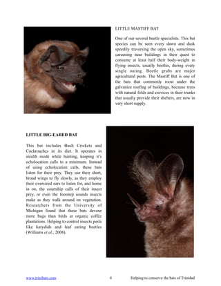 LITTLE MASTIFF BAT

                                                    One of our several beetle specialists. This bat
                                                    species can be seen every dawn and dusk
                                                    speedily traversing the open sky, sometimes
                                                    careening near buildings in their quest to
                                                    consume at least half their body-weight in
                                                    flying insects, usually beetles, during every
                                                    single outing. Beetle grubs are major
                                                    agricultural pests. The Mastiff Bat is one of
                                                    the bats that commonly roost under the
                                                    galvanize roofing of buildings, because trees
                                                    with natural folds and crevices in their trunks
                                                    that usually provide their shelters, are now in
                                                    very short supply.




LITTLE BIG-EARED BAT

This bat includes Bush Crickets and
Cockroaches in its diet. It operates in
stealth mode while hunting, keeping it’s
echolocation calls to a minimum. Instead
of using echolocation calls, these bats
listen for their prey. They use their short,
broad wings to fly slowly, as they employ
their oversized ears to listen for, and home
in on, the courtship calls of their insect
prey, or even the footstep sounds insects
make as they walk around on vegetation.
Researchers from the University of
Michigan found that these bats devour
more bugs than birds at organic coffee
plantations. Helping to control insects pests
like katydids and leaf eating beetles
(Williams et al., 2008).




www.trinibats.com                               4            Helping to conserve the bats of Trinidad
 