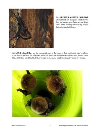 The GREATER WHITE-LINED BAT
                                                        (above) feeds on mosquito-sized insects.
                                                        This bat is often seen flying up and down
                                                        forest paths hunting small flying insects
                                                        during the daylight hours.




Spix’s Disk-winged Bats use the moistened pads at the bases of their wrists and toes, to adhere
to the inside walls of the tube-like, unfurled leaves of heliconia (seen here) and banana trees.
These little bats eat at least half their weight in mosquito-sized insects every night in Trinidad.




www.trinibats.com                                5           Helping to conserve the bats of Trinidad
 