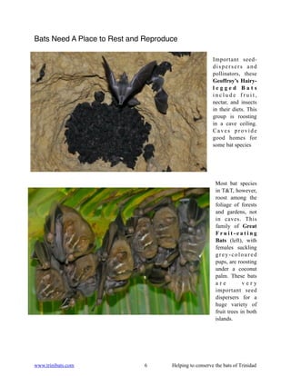 Bats Need A Place to Rest and Reproduce

                                                        Important seed-
                                                        dispersers and
                                                        pollinators, these
                                                        Geoffroy’s Hairy-
                                                        legged Bats
                                                        include fruit,
                                                        nectar, and insects
                                                        in their diets. This
                                                        group is roosting
                                                        in a cave ceiling.
                                                        Caves provide
                                                        good homes for
                                                        some bat species




                                                         Most bat species
                                                         in T&T, however,
                                                         roost among the
                                                         foliage of forests
                                                         and gardens, not
                                                         in caves. This
                                                         family of Great
                                                         Fruit-eating
                                                         Bats (left), with
                                                         females suckling
                                                         grey-coloured
                                                         pups, are roosting
                                                         under a coconut
                                                         palm. These bats
                                                         are          very
                                                         important seed
                                                         dispersers for a
                                                         huge variety of
                                                         fruit trees in both
                                                         islands.




www.trinibats.com             6      Helping to conserve the bats of Trinidad
 