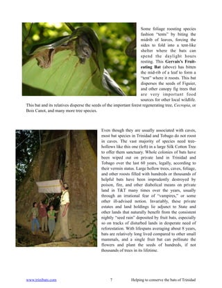 Some foliage roosting species
                                                                     fashion “tents” by biting the
                                                                     midrib of leaves, forcing the
                                                                     sides to fold into a tent-like
                                                                     shelter where the bats can
                                                                     spend the daylight hours
                                                                     resting. This Gervais’s Fruit-
                                                                     eating Bat (above) has bitten
                                                                     the mid-rib of a leaf to form a
                                                                     “tent” where it roosts. This bat
                                                                     disperses the seeds of Figuier,
                                                                     and other canopy fig trees that
                                                                     are very important food
                                                                    sources for other local wildlife.
This bat and its relatives disperse the seeds of the important forest regenerating tree, Cecropia, or
Bois Canot, and many more tree species.



                                            Even though they are usually associated with caves,
                                            most bat species in Trinidad and Tobago do not roost
                                            in caves. The vast majority of species need tree-
                                            hollows like this one (left) in a large Silk Cotton Tree
                                            to offer them sanctuary. Whole colonies of bats have
                                            been wiped out on private land in Trinidad and
                                            Tobago over the last 60 years, legally, according to
                                            their vermin status. Large hollow trees, caves, foliage,
                                            and other roosts filled with hundreds or thousands of
                                            helpful bats have been imprudently destroyed by
                                            poison, fire, and other diabolical means on private
                                            land in T&T many times over the years, usually
                                            through an irrational fear of “vampires,” or some
                                            other ill-advised notion. Invariably, these private
                                            estates and land holdings lie adjunct to State and
                                            other lands that naturally benefit from the consistent
                                            nightly “seed rain” deposited by fruit bats, especially
                                            so on tracks of disturbed lands in desperate need of
                                            reforestation. With lifespans averaging about 8 years,
                                            bats are relatively long lived compared to other small
                                            mammals, and a single fruit bat can pollinate the
                                            flowers and plant the seeds of hundreds, if not
                                            thousands of trees in its lifetime.




www.trinibats.com                                 7           Helping to conserve the bats of Trinidad
 