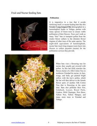 Fruit and Nectar feeding bats
                                    Pollination

                                    It is imperative to a tree that it avoids
                                    fertilizing itself, so nectar-feeding bats like this
                                    Greater Long-tongued Bat photographed at a
                                    hummingbird feeder in Tobago, partner with
                                    many species of forest trees to ensure viable
                                    pollination of their flowers. Trees can’t walk so
                                    many “hire” bats to transport pollen from the
                                    (male) flower anthers to the (female) flower
                                    stigmas of other trees of the same species. The
                                    night-shift equivalents of hummingbirds,
                                    nectar bats insert long tongues (seen here) into
                                    flowers to collect payment (nectar) for the
                                    pollination services they provide.




                                             When bats visit a flowering tree for
                                             nectar, they usually get covered with
                                             pollen. As this bat (left) searches the
                                             flower cluster of a Silk Cotton Tree in
                                             northwest Trinidad for nectar, its face,
                                             wings, and belly get painted bright
                                             yellow with the tree’s pollen, which
                                             the bat will then deliver to the female
                                             flower parts of another Silk Cotton
                                             Tree that is flowering at the same
                                             time. Bats also pollinate Bois Flot,
                                             Calabash, Locust, Royal Palm,
                                             Cashew, Wild Chataigne, Pois Doux,
                                             Yellow Pois, Yellow Mangue, and
                                             many more trees in Trinidad and
                                             Tobago.




www.trinibats.com               8              Helping to conserve the bats of Trinidad
 