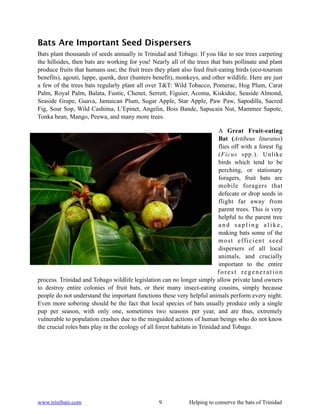 Bats Are Important Seed Dispersers
Bats plant thousands of seeds annually in Trinidad and Tobago. If you like to see trees carpeting
the hillsides, then bats are working for you! Nearly all of the trees that bats pollinate and plant
produce fruits that humans use; the fruit trees they plant also feed fruit-eating birds (eco-tourism
benefits), agouti, lappe, quenk, deer (hunters benefit), monkeys, and other wildlife. Here are just
a few of the trees bats regularly plant all over T&T: Wild Tobacco, Pomerac, Hog Plum, Carat
Palm, Royal Palm, Balata, Fustic, Chenet, Serrett, Figuier, Acoma, Kiskidee, Seaside Almond,
Seaside Grape, Guava, Jamaican Plum, Sugar Apple, Star Apple, Paw Paw, Sapodilla, Sacred
Fig, Sour Sop, Wild Cashima, L’Epinet, Angelin, Bois Bande, Sapucaia Nut, Mammee Sapote,
Tonka bean, Mango, Peewa, and many more trees.

                                                                             A Great Fruit-eating
                                                                             Bat (Artibeus lituratus)
                                                                             flies off with a forest fig
                                                                             (Ficus spp.). Unlike
                                                                             birds which tend to be
                                                                             perching, or stationary
                                                                             foragers, fruit bats are
                                                                             mobile foragers that
                                                                             defecate or drop seeds in
                                                                             flight far away from
                                                                             parent trees. This is very
                                                                             helpful to the parent tree
                                                                             and sapling alike,
                                                                             making bats some of the
                                                                             m o s t e ff i c i e n t s e e d
                                                                             dispersers of all local
                                                                             animals, and crucially
                                                                             important to the entire
                                                                            forest regeneration
process. Trinidad and Tobago wildlife legislation can no longer simply allow private land owners
to destroy entire colonies of fruit bats, or their many insect-eating cousins, simply because
people do not understand the important functions these very helpful animals perform every night.
Even more sobering should be the fact that local species of bats usually produce only a single
pup per season, with only one, sometimes two seasons per year, and are thus, extremely
vulnerable to population crashes due to the misguided actions of human beings who do not know
the crucial roles bats play in the ecology of all forest habitats in Trinidad and Tobago.




www.trinibats.com                                     9            Helping to conserve the bats of Trinidad
 