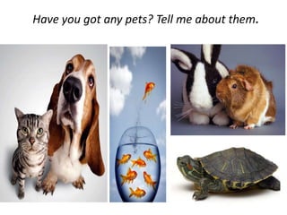 Have you got any pets? Tell me about them.
 