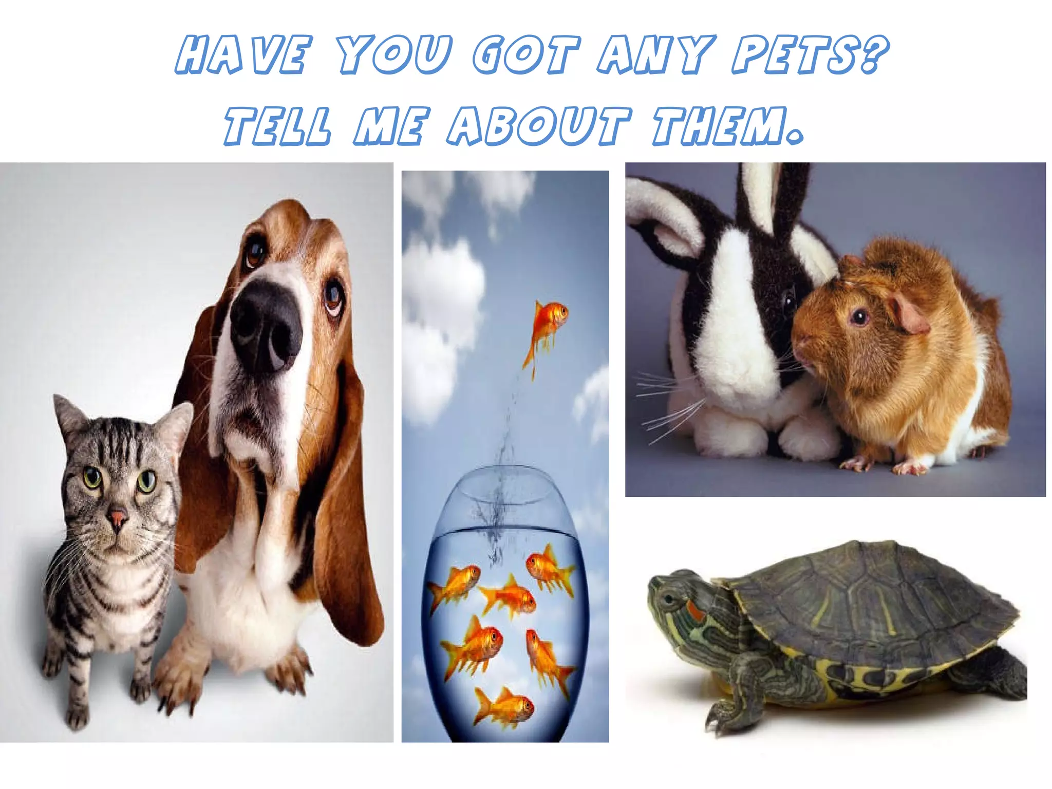 Have you got any pets?  Tell me about them .  