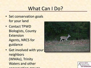 What Can I Do?
• Set conservation goals
  for your land
• Contact TPWD
  Biologists, County
  Extension
  Agents, NRCS for
  guidance
• Get involved with your
  neighbors
  (WMAs), Trinity
  Waters and other
 