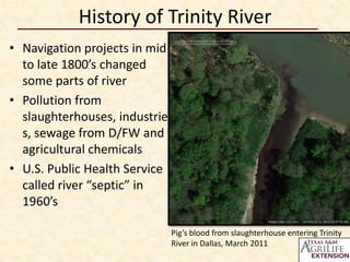 History of Trinity River
• Navigation projects in mid
  to late 1800’s changed
  some parts of river
• Pollution from
  slaughterhouses, industrie
  s, sewage from D/FW and
  agricultural chemicals
• U.S. Public Health Service
  called river “septic” in
  1960’s

                               Pig’s blood from slaughterhouse entering Trinity
                               River in Dallas, March 2011
 
