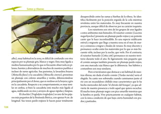 104
Sotos y riberas
desapercibido entre las ramas y hierbas de la ribera. Se iden-
tifica fácilmente por la posición erguida de la cola mientras
revolotea entre los matorrales. Es muy frecuente en nuestra
provincia, aunque difícil de observar por su carácter inquieto.
Los ruiseñores son otro de los grupos de aves ligados
a estos ambientes más húmedos. El ruiseñor común (Luscinia
megarhynchos) presenta un plumaje pardo-rojizo y un potente
canto que le hace inconfundible. Es una especie nidificante
estival y migrante que llega a nuestra zona en el mes de mar-
zo y comienza a migrar a finales de verano. Es muy discreto y
permanece oculto entre los matorrales por lo que es más fre-
cuente oírle, incluso por la noche, que verle. Por el contrario,
el ruiseñor bastardo (Cettia cetti) permanece en nuestro terri-
torio durante todo el año. Es ligeramente más pequeño que
el común aunque también presenta un plumaje pardo-rojizo,
con una marcada ceja blanca que lo diferencia. Sus hábitos y
costumbres son muy similares.
Pero si tuviéramos que destacar a un habitual de nues-
tras riberas, sin duda el mirlo común (Turdus merula) sería el
elegido. Su canto nos sobresalta cuando caminamos junto al
río con un escandaloso chillido muy característico que le ha
hecho merecedor del mote “el chivato del bosque”, ya que ad-
vierte de nuestra presencia a todo aquel que quiera escuchar.
El macho tiene plumaje negro con pico amarillo mientras que
la hembra es parda. Vive prácticamente en cualquier hábitat,
con la única condición de que haya cierta humedad con pra-
dos y pastizales.
alba), muy habitual en la zona, es difícil de confundir con otra
especie por su plumaje gris, blanco y negro. Esta muy ligada a
medios humanizados por lo que es frecuente observarla en pi-
lones, fuentes y abrevaderos de muchos de nuestros pueblos e
incluso de naves agrícolas. Sus parientas, la lavandera boyera
(Motacilla flava) y la cascadeña (Motacilla cinerea), presentan
un plumaje con colores amarillos y verdes, diferenciándose
principalmente por el dorso, que es verdoso en la boyera y gris
en la cascadeña. Respecto a su comportamiento, es muy simi-
lar en ambas, si bien la cascadeña está mucho más ligada al
agua, nidificando en ríos y arroyos de aguas rápidas y limpias.
El chochín (Troglodytes troglodytes) es uno de los pája-
ros más pequeños de la Península Ibérica, con apenas 9 cm. de
longitud. Sus tonos pardo-rojjizos le hacen pasar totalmente
Ruiseñor común
 