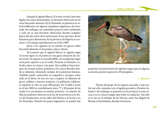 pequeñas concentraciones de cigüeñas negras que, en algunas
ocasiones, pueden superar los 50 ejemplares.
c . Rapaces
Dentro del grupo de las rapaces asociadas a este me-
dio tan sólo contamos con el águila pescadora (Pandion ha-
liaetus). Sin embargo su presencia en la provincia es muy es-
casa y no se conoce ningún dato sobre su anidación. Tan sólo
se la cita en el embalse de las Vencías, entre San Miguel de
Bernuy y Fuentidueña, durante el invierno.
107
Sotos y riberas
Aunque la cigüeña blanca (Circonia circonia) está muy
ligada a las zonas humanizadas, es frecuente observarla en los
sotos buscando alimento. En la Península, su presencia es es-
tival nidificante con algunos ejemplares migrantes y de inver-
nada. Sin embargo, sus costumbres parecen estar cambiando
y cada vez es más frecuente observarlas durante cualquier
época del año, entre otros motivos por el uso que hace de los
basureros para alimentarse. En la provincia de Segovia se cen-
saron 1.322 parejas reproductoras en el año 1999.
Junto a las cigüeñas no es extraño ver garzas reales
buscando alimento en los prados, sotos y riberas.
Al contrario que la cigüeña blanca, la cigüeña negra
(Circonia nigra) se encuentra en una grave situación de con-
servación. Su aspecto es inconfundible, con un plumaje negro
en la parte superior y en el cuello. Presenta un llamativo co-
lorido rojizo en el pico y las patas. Para nidificar busca bos-
ques de encinas y pinos, próximos a los cauces fluviales don-
de se alimenta, rehuyendo siempre de la presencia humana.
También puede construirlos en roquedos y escarpes, sobre
todo en la Sierra. Es una ave rara y esquiva. Se alimenta de
peces, anfibios e insectos acuáticos. La población nidifican-
te española se cifra en unas 500 parejas. En Castilla y León
en el año 2002 se contabilizaron entre 77 y 89 parejas de las
cuales 6 se encuentran en nuestra provincia. La mayoría de
ellas las podemos observar en el sur de la provincia en la Sie-
rra de Guadarrama, en los valles del Voltoya y el Zorita y en
los Porretales. Durante los pasos migratorios se pueden dar
 