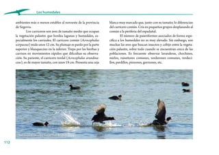 112
Los humedales
blanca muy marcada que, junto con su tamaño, lo diferencian
del carricero común. Cría en pequeños grupos desplazando al
común a la periferia del espadañal.
El número de paseriformes asociados de forma espe-
cífica a los humedales no es muy elevado. Sin embargo, son
muchas las aves que buscan insectos y cobijo entre la vegeta-
ción palustre, sobre todo cuando se encuentran cerca de las
poblaciones. Es frecuente observar lavanderas, chochines,
mirlos, ruiseñores comunes, verderones comunes, verdeci-
llos, pardillos, pinzones, gorriones, etc.
ambientes más o menos estables al noroeste de la provincia
de Segovia.
Los carriceros son aves de tamaño medio que ocupan
la vegetación palustre que bordea lagunas y humedales, es-
pecialmente los carrizales. El carricero común (Acrocephalus
scirpaceus) mide unos 12 cm. Su plumaje es pardo por la parte
superior y blanquecino en la inferior. Trepa por las hierbas y
carrizos en movimientos rápidos que dificultan su observa-
ción. Su pariente, el carricero tordal (Acrocephalus arundina-
ceus), es de mayor tamaño, con unos 19 cm. Presenta una ceja
Fochas corriendo sobre la superficie del agua
 