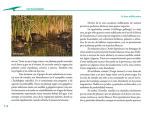 114
Los humedales
b.Aves nidificantes
Dentro de la aves acuáticas nidificantes de nuestra
provincia podemos destacar unas quince especies.
La agachadiza común (Gallinago gallinago) es muy
rara, ya que sólo aparece como nidificante en el sur de la Sierra
de Guadarrama. Como especie migrante es más habitual, ocu-
pando humedales con cobertura herbácea, palustre o arbus-
tiva. Es un ave de hábitos crepusculares, con un prominente
pico y plumaje pardo con manchas blancas.
El andarríos chico (Actitis hypoleucos) se distingue de
otros andarríos por presentar bandas blancas en las alas. Habi-
ta ríos y arroyos de cierta altitud y, en menor medida, embal-
ses, lagos y lagunas. Tiene un comportamiento poco sociable.
Como nidificante es poco frecuente en la provincia, y tan sólo
aparece en algunas zonas de Guadarrama y en la zona centro.
Como migrante es más abundante.
El archibebe común (Tringa totanus) es otra limícola
con patas rojas y un pico largo rojizo con la punta negra. En
la zona de estudio tan sólo se ha constatado su cría en las la-
gunas de Cantalejo, aunque sí es más abundante en los pasos
migratorios. Nidifica en prados y pastizales encharcados o en
embalses de profundidad somera.
El avefría (Vanellus vanellus) se identifica fácilmente
por su cresta de plumas y por un plumaje en el dorso con irisa-
ciones verdosas y vientre blanco. Para reproducirse busca pra-
dos y pastizales húmedos, aunque en invierno puede aparecer
servar. Tiene un pico largo rojizo con plumaje pardo moteado
en el dorso y gris en el vientre. Se esconde entre la vegetación
palustre como espadañas, carrizos y juncos. También está
muy ligado a los valles de los ríos.
Para terminar con el grupo de aves sedentarias en nues-
tra zona de estudio, nos detendremos en el zampullín común
(Tachybaptus ruficollis). Es el somormujo más pequeño y de
aspecto inconfundible. Tiene un plumaje negro con garganta y
partes inferiores claras con mejillas y garganta rojizas. Con mu-
chafrecuenciaselesueleverzambulléndoseenelaguadeforma
intermitente, soportando varios minutos debajo del agua. Casi
siempre se encuentra cerca de la vegetación palustre, donde se
esconde rápidamente cuando advierte la presencia humana.
Polla de agua
 