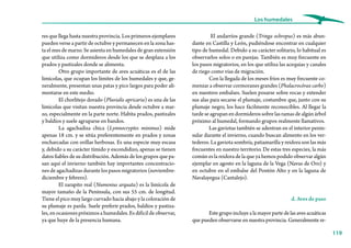 119
Los humedales
El andarríos grande (Tringa ochropus) es más abun-
dante en Castilla y León, pudiéndose encontrar en cualquier
tipo de humedal. Debido a su carácter solitario, lo habitual es
observarlos solos o en parejas. También es muy frecuente en
los pasos migratorios, en los que utiliza las acequias y canales
de riego como vías de migración.
Con la llegada de los meses fríos es muy frecuente co-
menzar a observar cormoranes grandes (Phalacrocórax carbo)
en nuestros embalses. Suelen posarse sobre rocas y extender
sus alas para secarse el plumaje, costumbre que, junto con su
plumaje negro, los hace fácilmente reconocibles. Al llegar la
tardeseagrupanendormiderossobrelasramasdealgúnárbol
próximo al humedal, formando grupos realmente llamativos.
Las gaviotas también se adentran en el interior penin-
sular durante el invierno, cuando buscan alimento en los ver-
tederos. La gaviota sombría, patiamarilla y reidora son las más
frecuentes en nuestro territorio. De estas tres especies, la más
común es la reidora de la que ya hemos podido observar algún
ejemplar en agosto en la laguna de la Vega (Navas de Oro) y
en octubre en el embalse del Pontón Alto y en la laguna de
Navalayegua (Cantalejo).
d. Aves de paso
Estegrupoincluyealamayorpartedelasavesacuáticas
que pueden observarse en nuestra provincia. Generalmente re-
res que llega hasta nuestra provincia. Los primeros ejemplares
pueden verse a partir de octubre y permanecen en la zona has-
ta el mes de marzo. Se asienta en humedales de gran extensión
que utiliza como dormideros desde los que se desplaza a los
prados y pastizales donde se alimenta.
Otro grupo importante de aves acuáticas es el de las
limícolas, que ocupan los límites de los humedales y que, ge-
neralmente, presentan unas patas y pico largos para poder ali-
mentarse en este medio.
El chorlitejo dorado (Pluvialis apricaria) es una de las
limícolas que visitan nuestra provincia desde octubre a mar-
zo, especialmente en la parte norte. Habita prados, pastizales
y baldíos y suele agruparse en bandos.
La agachadiza chica (Lymnocryptes minimus) mide
apenas 18 cm. y se sitúa preferentemente en prados y zonas
encharcadas con orillas herbosas. Es una especie muy escasa
y, debido a su carácter tímido y escondidizo, apenas se tienen
datos fiables de su distribución. Además de los grupos que pa-
san aquí el invierno también hay importantes concentracio-
nes de agachadizas durante los pasos migratorios (noviembre-
diciembre y febrero).
El zarapito real (Numenius arquata) es la limícola de
mayor tamaño de la Península, con sus 55 cm. de longitud.
Tiene el pico muy largo curvado hacia abajo y la coloración de
su plumaje es parda. Suele preferir prados, baldíos y pastiza-
les, en ocasiones próximos a humedales. Es difícil de observar,
ya que huye de la presencia humana.
 