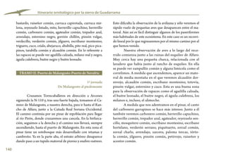 140
Itinerario ornitológico por la sierra de Guadarrama
Esto dificulta la observación de la avifauna y sólo veremos el
rápido vuelo de pequeñas aves que desaparecen entre el ma-
torral. Aún así es fácil distinguir algunos de los paseriformes
más habituales de este ecosistema. En este caso es un recorri-
do lineal por lo que regresaremos por el mismo camino por el
que hemos venido.
Nuestra observación de aves a lo largo del reco-
rrido comienza junto a las ruinas del esquileo de Alfaro.
Muy cerca hay una pequeña charca, relacionada con el
lavadero que había junto al rancho de esquileo. En ella
se puede ver zampullín común y alguna limícola como el
correlimos. A medida que ascendemos, aparece un mato-
rral de media montaña en el que veremos alcaudón dor-
sirrojo, alcaudón común, escribano montesino, totovía,
pinzón vulgar, estornino y cuco. Esta es una buena zona
para la observación de rapaces como el aguililla calzada,
el buitre leonado, el buitre negro, el águila culebrera, los
milanos e, incluso, el alimoche.
A medida que nos adentramos en el pinar, el canto
del carbonero garrapinos se hace más intenso. Junto a él
también veremos carbonero común, herrerillo capuchino,
herrerillo común, trepador azul, agateador, reyezuelo sen-
cillo, mosquitero común, escribano montesino, escribano
hortelano, verderón serrano, piquituerto, zorzal común,
zorzal charlo, arrendajo, zarcero, paloma torcaz, tórto-
la común, jilguero, pinzón común, petirrojo, ruiseñor y
acentor común.
bastardo, ruiseñor común, curruca capirotada, curruca mir-
lona, reyezuelo listado, mito, herrerillo capuchino, herrerillo
común, carbonero común, agateador común, trepador azul,
arrendajo, estornino negro, gorrión chillón, pinzón vulgar,
verdecillo, verderón común, jilguero, escribano montesino,
triguero, cuco, críalo, abejaruco, abubilla, pito real, pico pica-
pinos, tarabilla común y alcaudón común. En lo referente a
las rapaces se puede ver aguililla calzada, milano real y negro,
águila culebrera, buitre negro y buitre leonado.
TRAMO II. Puerto de Malangosto-Puerto de Navafría
1ª jornada
De Malangosto al piedemonte
Cruzamos Torrecaballeros en dirección a Arcones
siguiendo la N-110 y, tras una fuerte bajada, tomamos el Ca-
mino de Malangosto, a nuestra derecha, para ir hasta el Ran-
cho de Alfaro, junto a la Cañada Real Soriana Occidental.
El camino continúa por un pinar de repoblación para llegar
al río Pirón, donde cruzaremos una cancela. En la birfurca-
ción, seguimos a la derecha y el camino nos llevará, siempre
ascendiendo, hasta el puerto de Malangosto. En esta zona el
pinar tiene un sotobosque más desarrollado con retamas y
cambroño. Ya en la parte alta, el estrato arbóreo desaparece
dando paso a un tupido matorral de piorno y enebro rastrero.
 
