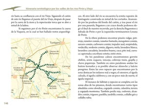148
cos. Al otro lado del río se encuentra la ermita rupestre de
Santiaguito construida en mitad de los cortados. Avanzan-
do por las praderas del fondo del cañón, y tras pasar el río
por una pasarela, llegamos a un cruce donde podemos ele-
gir el final de nuestro recorrido, por la derecha llegaremos a
Adrada de Pirón o por la izquierdea terminaremos Losana
de Pirón.
En la ribera podemos encontrar pinzón vulgar, peti-
rrojo, ruiseñor común, ruiseñor bastardo, mosquitero común,
zarcero común, carbonero común, trepador azul, oropéndola,
verdecillo, verderón común, jilguero, mirlo, lavandera blanca,
lavandera cascadeña, lavandera boyera, cuco, pito real, curru-
ca capirotada y escribano soteño, entre otros.
En los paredones calizos encontraremos gorrión
chillón, avión roquero, vencejo, colirrojo tizón, grajilla y
chova piquirroja. También en estos paredones anidan los
buitres leonados y es posible observar alimoche y halcón
peregrino. Entre las aves rapaces que encontramos por la
zona destacan los milanos real y negro, el ratonero, el águila
calzada, el águila culebrera y, con un poco más de suerte, el
águila imperial.
El mosaico de hábitats y especies se completa con las
zonas altas de los páramos, donde encontramos varios tipos
aláudidos como alondras, cogujada común, calandria, terrera
y cogujada montesina. También perdiz roja, codorniz, alcau-
dón común, triguero, pardillo, tarabilla común, collalba gris y
collalba rubia.
Itinerario ornitológico por los valles de los ríos Pirón y Viejo
río hasta su confluencia con el río Viejo. Siguiendo el cañón
de este río llegamos al puente del río Viejo, después de pasar
por la cueva de la mora y la espectacular torca que se abre a
mitad de la ladera.
Si seguimos por el río Pirón encontramos la cueva
de la Vaquera, en la cual se han hallado restos arqueológi-
de
Aº
de
Polendos
Pirón
Turégano
Escalona del Prado
La Mata
Chavida
Collado hermoso
Pelayos
del Arroyo
Aldeasaz
La Cuesta
Cubillo
El Guijar
Arevalillo
de Cega
Sotosalbos
Santo Domingo
de Pirón
Tenzuela
Berrocal
Carrascal
Caballar
Basardilla
Brieva
Adrada
de Pirón
Losana
de Pirón
Torreiglesias
Otones de
Benjumea
Villovela
de Pirón
PeñarrubiasEscobar de
Polendos
Pinillosde
Polendos
Cabañas de
Polendos
Mata de
Quintanar
La Higuera
Roda de
Eresma
Encinillas
Cantimpalos
Escarabajoa
de Cabezas
Mozoncillo
 