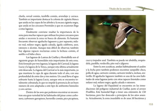 153
Título de la sección
cuco y trepador azul. También se puede ver abubilla, oropén-
dola, pardillo, verdecillo, pito real o jilguero.
Entre la aves acuáticas, anidan habitualmente el azulón
y la focha pero también podemos encontrar zampullín chico,
polla de agua, carricero común, carricero tordal e, incluso, ave-
torillo. El aguilucho lagunero también es una de las aves habi-
tuales de estas lagunas junto con otras rapaces forestales como
milano real, milano negro, aguila calzada o ratonero.
La laguna del Espadañal se encuentra en las inme-
diaciones del polígono industrial de Cuéllar, junto al arroyo
Pradillos. Este humedal llegó a tener una extensión de 150
hectáreas, pero fue desecado a principios de los años sesen-
ta. Actualmente, la zona inundable es de unas 50 hectáreas y
charlo, zorzal común, tarabilla común, arrendajo y carraca.
También es importante destacar la colonia de cigüeña blanca
que anida en las copas de los árboles y la escasa cigüeña negra,
que anida en los cercanos Porretales y que en ocasiones llega
a estas lagunas.
Finalmente conviene resaltar la importancia de la
zona para muchas rapaces que utilizan los pinos cercanos para
anidar o recorren la zona en busca de alimento. Es bastante
frecuente observar aguilucho lagunero y, por supuesto, mila-
no real, milano negro, águila calzada, águila culebrera, azor,
ratonero o alcotán. Aunque más difícil de observar, también
hay algunas rapaces nocturnas como la lechuza común, el
autillo o el búho chico.
Las lagunas de Lastras de Cuéllar y Hontalbilla son el
siguiente grupo de humedales más importantes de esta zona.
Está formado por tres lagunas, la laguna del Carrizal, la laguna
Lucia y la laguna de la Tenca, aunque esta última actualmente
está desecada. La laguna del Carrizal es la más importante, ya
que mantiene la capa de agua durante todo el año, con una
profundidad de entre dos y tres metros. Un canal lleva el agua
sobrante hasta la laguna Lucia, aunque esta se encuentra to-
talmente colmatada, lo que no impide la presencia de un buen
número de aves adaptadas a este tipo de ambientes húmedos
y con carrizo.
Dentro de las aves que podemos encontrar se encuen-
tran una gran variedad de las habituales del pinar como carbo-
nero, carbonero garrapinos, herrerillo común, pico picapinos,
Fuentidueña
Carrascal del Río
Ánade real
 