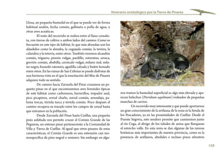 159
Itinerario ornitológico por la Tierra de Pinares
nos tramos la humedad superficial es algo más elevada y apa-
recen helechos (Pteridium aquilinum) rodeados de pequeñas
manchas de carrizo.
Un recorrido muy interesante y que puede aportarnos
un gran conocimiento de la avifauna de la zona es la Senda de
los Pescadores, ya en las proximidades de Cuéllar. Desde el
Puente Segovia, este sendero permite que caminemos junto
al río Cega, al abrigo de los taludes de arena que flanquean
el estrecho valle. En esta zona se dan algunas de las rarezas
botánicas más importantes de nuestra provincia, como es la
presencia de avellanos, abedules e incluso pinos silvestres
Llosa, un pequeño humedal en el que se puede ver de forma
habitual azulón, focha común, gallineta o polla de agua, y
otras aves acuáticas.
El resto del recorrido se realiza entre el llano cerealis-
ta, con tierras de cultivo a ambos lados del camino. Como es
frecuente en este tipo de hábitat, lo que más abundan son los
aláudidos como la alondra, la cogujada común, la terrera, la
calandria y la totovía, entre otros. También veremos alcaudón
común, triguero, pinzón vulgar, pardillo, estornino, urraca,
gorrión común, abubilla, cernícalo vulgar, milano real, mila-
no negro, busardo ratonero, aguililla calzada y buitre leonado
entre otros. En las ruinas de San Cebrían se puede disfrutar de
una hermosa vista en el que la ensoñación del Mar de Pinares
adquiere todo su sentido.
De camino hacia Zarzuela del Pinar cruzamos un pe-
queño pinar en el que encontraremos aves forestales típicas
de este hábitat como carboneros, herrerillos, trepador azul,
pico picapinos, zorzal charlo, zorzal común, arrendajo, pa-
loma torcaz, tórtola turca y tórtola común. Poco después el
camino recupera su trazado entre los campos de cereal hasta
que entramos en la población.
Desde Zarzuela del Pinar hasta Cuéllar, una pequeña
pista asfaltada nos permite cruzar el Común Grande de las
Pegueras, un extenso pinar perteneciente a la Comunidad de
Villa y Tierra de Cuéllar. Al igual que otros pinares de estas
características, el Común Grande es una extensión casi mo-
noespecífica de pino negral o resinero. Sin embargo en algu-
Pollos de carbonero común en el nido
 