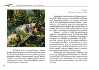 168
Itinerario ornitológico por los páramos
2ª Jornada
De Vegafría a Mata de Cuéllar
Esta segunda jornada de viaje nos llevará a conocer los
páramos de Cuéllar, cuyas características geológicas son ligera-
mente distintas a las que hemos visto en nuestra primera jor-
nada de viaje. Aquí las calizas han quedado relegadas a una pe-
queña capa en la parte alta de suaves cerros o cotarras que han
quedado aislados como resultado de la erosión hidrológica. Es
un paisaje descarnado, dominado por los grises y ocres de mar-
gas y arcillas, y en el que apenas existe algún pequeño matorral.
Llegamos a Moraleja de Cuéllar, donde podemos ca-
minar unos cuatro kilómetros hasta el Torreón de Santa María
de Lovingos y tomar de nuevo el coche para continuar después
junto al arroyo de Collalbillas para llegar a Dehesa de Cuéllar y
subir desde este puebo al cerro de Torrentillana, posiblemente
el mejor mirador natural sobre el Mar de Pinares. En este re-
corrido podremos observar las aves más características de los
páramos como son la collalba rubia, tarabilla común, terrera,
alondra, cogujada montesina, cogujada común, totovía, curru-
ca tomillera, curruca rabilarga, perdiz roja, codorniz…
Para terminar nuestro itinerario por el páramo, pode-
mos acercarnos hasta Mata de Cuéllar donde se ha señalizado
la senda al Fondo del Mar. Este recorrido nos permitirá atra-
vesar zonas de páramo acompañadas de pino resinero y pino
piñonero, donde encontraremos especies típicas del páramo
y del pinar.
Para finalizar nuestro recorrido llegamos a Vegafría
donde podemos hacer una breve parada en la pequeña laguna
del Horcajo, donde seguro que veremos aviones, vencejos y
golondrinas volar sobre el agua en busca de insectos. También
podremos ver zarcero común, mosquitero común, ruiseñor
común, carricero común e incluso alguna gallineta que se es-
conderá presurosa a nuestro paso.
Pinzón vulgar
 