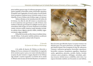 173
Itinerario ornitológico por la Cañada Real Leonesa Oriental y el llano cerealista
pinar también aparecen aquí: el carbonero garrapinos, el mos-
quitero papialbo, el herrerillo común, el herrerillo capuchino,
el trepador azul, el agateador, el zorzal común, el zorzal charlo,
el pico picapinos, la paloma torcaz, la tórtola común, el cuco,
el gavilán, el azor, el milano real, el milano negro y el ratonero.
Salimos del pinar en las inmediaciones del molino de
la Irvienza. Los días de calor del verano se concentran jun-
to al río numerosas aves que buscan no sólo el frescor, sino
también el alimento que brindan los múltiples insectos que se
arremolinan sobre el agua y el carrizo. Podremos ver alcaudón
común, carricero común, avejaruco, mirlo, lavandera cascade-
ña, paloma tórcaz, jilguero, gorrión chillón, abubilla, trigue-
ros, pinzón vulgar y pardillo.
El final del recorrido nos lleva hasta el embalse de Jua-
rros de Voltoya. A este punto también podemos acceder por
carretera si no queremos caminar todo el trayecto.
2ª Jornada
De Juarros de Voltoya a Montuenga
A la salida de Juarros de Voltoya en dirección a
Melque de Cercos, tomamos la Cañada Real a la izquierda
de la carretera y, poco a poco, nos vamos introduciendo en
un pinar de pino resinero o negral, dejando el río Voltoya
algo alejado a nuestra izquierda. Los límites de la cañada
se diluyen entre la masa de forestal del pinar y el camino se
llena de arena que dificulta el paso. Los pinos resinero van
dejando paso a los pinos piñoneros, cuya figura se distin-
gue desde la lejanía. Nos acompaña el canto de carboneros
comunes, carboneros garrapinos, herrerillos capuchinos,
herrerillos comunes, mosquiteros papialbos, trepadores
azules, agateadores, pinzones, zorzales charlos, zorzales
comunes, picos picapinos, rabilargos, arrendajos, palo-
mas torcaces, tórtolas turcas y abubillas, entre otros. Las
rapaces forestales también son frecuentes en este hábitat,
Jilguero
 