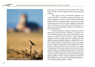 174
por lo que no será extraño observar milano real, milano
negro, busardo ratonero, águila calzada o, incluso, gavilán
y alcotán.
Tras recorrer estos seis kilómetros llegamos a la
carretera CL-601 y la cruzamos con precaución para acer-
carnos al embalse, cerca de la ermita de Nuestra Señora del
Pinarejo. Sobre sus tranquilas aguas es frecuente encontrar
ánades reales, pero durante los pasos migratorios podremos
observar muchas otras aves acuáticas como fochas, patos cu-
chara, garzas reales, cigüeñuelas, andarríos, correlimos, ave-
frías y otras limícolas.
Desde aquí podemos continuar nuestro recorrido en
vehículo para acercarnos hasta Codorniz, ya en pleno cora-
zón de la llanura segoviana. Los pinares han dado paso a los
campos de cultivo de cereal en los que campean alondras,
cogujadas comunes, terreras, gorriones comunes, gorriones
chillones, trigueros, pardillos, jilgueros, collalba rubia y estor-
ninos. Desde Codorniz merece la pena acercarse a la antigua
torre del Telégrafo óptico, desde donde disfrutaremos de una
hermosas vistas panorámicas de este territorio. Los peque-
ños bosquetes de pinos que salpican los cereales dan cobijo
también a rapaces como milano negro, milano real y ratonero.
Además, son lugares idóneos para observar otras rapaces que
campen en busca de alimento como buitres leonados, buitres
negros, aguilillas calzadas o incluso el águila real. También es
habitual observar en esta zona cernícalo vulgar, aguilucho ce-
nizo, aguilucho pálido, grajillas y cornejas.
Itinerario ornitológico por la Cañada Real Leonesa Oriental y el llano cerealista
Collalba rubia delante de la iglesia de Montuenga
 