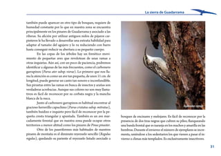 La sierra de Guadarrama
31
bosques de encinares y melojares. Es fácil de reconocer por la
presencia de dos tiras negras que cubren su píleo, flanqueando
unabandafrontalqueesnaranjaenlosmachosyamarillaenlas
hembras.Durante elinviernoelnúmerode ejemplaresseincre-
menta, uniéndose a los sedentarios los que vienen a pasar el in-
vierno a climas más templados. Es exclusivamente insectívoro.
también puede aparecer en otro tipo de bosques, requiere de
humedad constante por lo que en nuestra zona se encuentra
principalmente en los pinares de Guadarrama y asociado a las
riberas. Su afición por utilizar antiguos nidos de pájaros car-
pinteros le ha llevado a desarrollar una extraña habilidad para
adaptar el tamaño del agujero y lo va reduciendo con barro
hasta conseguir reducir su abertura a su pequeño cuerpo.
En las copas de los árboles hay un frenético movi-
miento de pequeñas aves que revolotean de unas ramas a
otras inquietas. Aún así, con un poco de paciencia, podremos
identificar a algunas de las más frecuentes, como el carbonero
garrapinos (Parus ater subsp. vierae). Lo primero que nos lla-
ma la atención es como un ave tan pequeña, de unos 11 cm. de
longitud, puede generar un canto tan sonoro e inconfundible.
Sus piruetas entre las ramas en busca de insectos y arañas son
verdaderas acrobacias. Aunque sus colores no son muy llama-
tivos es fácil de reconocer por su corbata negra y la mancha
blanca de la nuca.
Junto al carbonero garrapinos es habitual encontrar al
gracioso herrerillo capuchino (Parus cristatus subsp. mitratus),
también huidizo e inquieto pero fácil de reconocer por la pe-
queña cresta triangular y apuntada. También es un ave mar-
cadamente forestal que en nuestra zona puede ocupar otros
territorios a menor altitud como los pinares de Pinus pinaster.
Otro de los paseriformes más habituales de nuestros
pinares de montaña es el diminuto reyezuelo sencillo (Regulus
regulus), quedando su pariente el reyezuelo listado asociado a
Agateador común
 