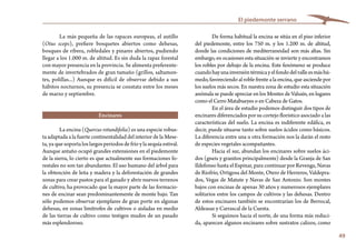 49
El piedemonte serrano
De forma habitual la encina se sitúa en el piso inferior
del piedemonte, entre los 750 m. y los 1.200 m. de altitud,
donde las condiciones de mediterraneidad son más altas. Sin
embargo, en ocasiones esta situación se invierte y encontramos
los robles por debajo de la encina. Este fenómeno se produce
cuandohayunainversióntérmicayelfondodelvalleesmáshú-
medo, favoreciendo al roble frente a la encina, que asciende por
los suelos más secos. En nuestra zona de estudio esta situación
anómala se puede apreciar en los Montes de Valsaín, en lugares
como el Cerro Matabueyes o en Cabeza de Gatos.
En el área de estudio podemos distinguir dos tipos de
encinares diferenciados por su cortejo florístico asociado a las
características del suelo. La encina es indiferente edáfica, es
decir, puede situarse tanto sobre suelos ácidos como básicos.
La diferencia entre una u otra formación nos la darán el resto
de especies vegetales acompañantes.
Hacia el sur, abundan los encinares sobre suelos áci-
dos (gneis y granitos principalmente) desde la Granja de San
Ildefonso hasta el Espinar, para continuar por Revenga, Navas
de Riofrío, Ortigosa del Monte, Otero de Herreros, Valdepra-
dos, Vegas de Matute y Navas de San Antonio. Son montes
bajos con encinas de apenas 30 años y numerosos ejemplares
solitarios entre los campos de cultivos y las dehesas. Dentro
de estos encinares también se encontrarían los de Berrocal,
Aldeasaz y Carrascal de la Cuesta.
Si seguimos hacia el norte, de una forma más reduci-
da, aparecen algunos encinares sobre sustratos calizos, como
La más pequeña de las rapaces europeas, el autillo
(Otus scops), prefiere bosquetes abiertos como dehesas,
bosques de ribera, robledales y pinares abiertos, pudiendo
llegar a los 1.000 m. de altitud. Es sin duda la rapaz forestal
con mayor presencia en la provincia. Se alimenta preferente-
mente de invertebrados de gran tamaño (grillos, saltamon-
tes, polillas...) Aunque es difícil de observar debido a sus
hábitos nocturnos, su presencia se constata entre los meses
de marzo y septiembre.
Encinares
La encina (Quercus rotundifolia) es una especie robus-
ta adaptada a la fuerte continentalidad del interior de la Mese-
ta, ya que soporta los largos periodos de frío y la sequía estival.
Aunque antaño ocupó grandes extensiones en el piedemonte
de la sierra, lo cierto es que actualmente sus formaciones fo-
restales no son tan abundantes. El uso humano del árbol para
la obtención de leña y madera y la deforestación de grandes
zonas para crear pastos para el ganado y abrir nuevos terrenos
de cultivo, ha provocado que la mayor parte de las formacio-
nes de encinar sean predominantemente de monte bajo. Tan
sólo podemos observar ejemplares de gran porte en algunas
dehesas, en zonas limítrofes de cultivos o aisladas en medio
de las tierras de cultivo como testigos mudos de un pasado
más esplendoroso.
 