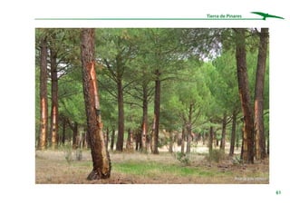 61
Tierra de Pinares
Pinar de pino resinero
 