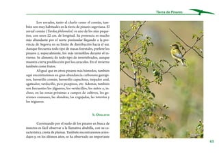 63
Tierra de Pinares
Los zorzales, tanto el charlo como el común, tam-
bién son muy habituales en la tierra de pinares segoviana. El
zorzal común (Turdus philomelos) es uno de los más peque-
ños, con unos 22 cm. de longitud. Su presencia es mucho
más abundante por el norte peninsular llegando a la pro-
vincia de Segovia en su límite de distribución hacia el sur.
Aunque frecuenta todo tipo de masas forestales, prefiere los
pinares y, especialmente, los más termófilos durante el in-
vierno. Se alimenta de todo tipo de invertebrados, aunque
muestra cierta predilección por los caracoles. En el invierno
también come frutos.
Al igual que en otros pinares más húmedos, también
aquí encontraremos en gran abundancia carbonero garrapi-
nos, herrerillo común, herrerillo capuchino, trepador azul,
agateador, verdecillo, pico picapinos, etc. Además, también
son frecuentes los jilgueros, los verdecillos, los mitos e, in-
cluso, en las zonas próximas a campos de cultivos, los go-
rriones comunes, las alondras, las cogujadas, las totovías y
los trigueros.
b. Otra aves
Correteando por el suelo de los pinares en busca de
insectos es fácil observar a la llamativa abubilla, con su ca-
racterística cresta de plumas. También encontraremos arren-
dajos y, en los últimos años, se ha observado un importante
Verderón
 