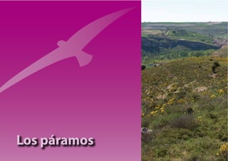 Los páramos
 