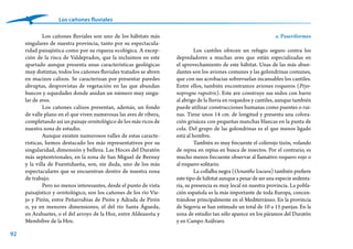 92
Los cañones fluviales
a. Paseriformes
Los cantiles ofrecen un refugio seguro contra los
depredadores a muchas aves que están especializadas en
el aprovechamiento de este hábitat. Unas de las más abun-
dantes son los aviones comunes y las golondrinas comunes,
que con sus acrobacias sobrevuelan incansables los cantiles.
Entre ellos, también encontramos aviones roqueros (Ptyo-
noprogne rupestris). Este ave construye sus nidos con barro
al abrigo de la lluvia en roquedos y cantiles, aunque también
puede utilizar construcciones humanas como puentes o rui-
nas. Tiene unos 14 cm. de longitud y presenta una colora-
ción grisácea con pequeñas manchas blancas en la punta de
cola. Del grupo de las golondrinas es el que menos ligado
está al hombre.
También es muy frecuente el colirrojo tizón, volando
de repisa en repisa en busca de insectos. Por el contrario, es
mucho menos frecuente observar al llamativo roquero rojo o
al roquero solitario.
La collalba negra (Ocnanthe lcucura) también prefiere
este tipo de hábitat aunque a pesar de ser una especie sedenta-
ria, su presencia es muy local en nuestra provincia. La pobla-
ción española es la más importante de toda Europa, concen-
trándose principalmente en el Mediterráneo. En la provincia
de Segovia se han estimado un total de 10 a 15 parejas. En la
zona de estudio tan sólo aparece en los páramos del Duratón
y en Campo Azálvaro.
Los cañones fluviales son uno de los hábitats más
singulares de nuestra provincia, tanto por su espectacula-
ridad paisajística como por su riqueza ecológica. A excep-
ción de la risca de Valdeprados, que la incluimos en este
apartado aunque presenta unas características geológicas
muy distintas, todos los cañones fluviales tratados se abren
en macizos calizos. Se caracterizan por presentar paredes
abruptas, desprovistas de vegetación en las que abundan
huecos y oquedades donde anidan un número muy singu-
lar de aves.
Los cañones calizos presentan, además, un fondo
de valle plano en el que viven numerosas las aves de ribera,
completando así un paisaje ornitológico de los más ricos de
nuestra zona de estudio.
Aunque existen numerosos valles de estas caracte-
rísticas, hemos destacado los más representativos por su
singularidad, dimensión y belleza. Las Hoces del Duratón
más septentrionales, en la zona de San Miguel de Bernuy
y la villa de Fuentidueña, son, sin duda, uno de los más
espectaculares que se encuentran dentro de nuestra zona
de trabajo.
Pero no menos interesantes, desde el punto de vista
paisajístico y ornitológico, son los cañones de los río Vie-
jo y Pirón, entre Peñarrubias de Pirón y Adrada de Pirón
o, ya en menores dimensiones, el del río Santa Águeda,
en Arahuetes, o el del arroyo de la Hoz, entre Aldeasoña y
Membibre de la Hoz.
 