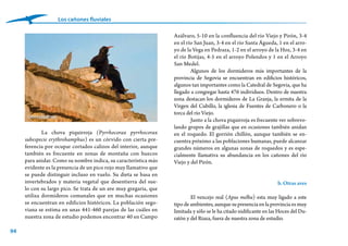 94
Los cañones fluviales
Azálvaro, 5-10 en la confluencia del río Viejo y Pirón, 3-4
en el río San Juan, 3-4 en el río Santa Águeda, 1 en el arro-
yo de la Vega en Pedraza, 1-2 en el arroyo de la Hoz, 3-4 en
el río Botijas, 4-5 en el arroyo Polendos y 1 en el Arroyo
San Medel.
Algunos de los dormideros más importantes de la
provincia de Segovia se encuentran en edificios históricos,
algunos tan importantes como la Catedral de Segovia, que ha
llegado a congregar hasta 476 individuos. Dentro de nuestra
zona destacan los dormideros de La Granja, la ermita de la
Virgen del Cubillo, la iglesia de Fuentes de Carbonero o la
torca del río Viejo.
Junto a la chova piquirroja es frecuente ver sobrevo-
lando grupos de grajillas que en ocasiones también anidan
en el roquedo. El gorrión chillón, aunque también se en-
cuentra próximo a las poblaciones humanas, puede alcanzar
grandes números en algunas zonas de roquedos y es espe-
cialmente llamativa su abundancia en los cañones del río
Viejo y del Pirón.
b. Otras aves
El vencejo real (Apus melba) esta muy ligado a este
tipo de ambientes, aunque su presencia en la provincia es muy
limitada y sólo se le ha citado nidificante en las Hoces del Du-
ratón y del Riaza, fuera de nuestra zona de estudio.
La chova piquirroja (Pyrrhocorax pyrrhocorax
subespecie erythrohamphus) es un córvido con cierta pre-
ferencia por ocupar cortados calizos del interior, aunque
también es frecuente en zonas de montaña con huecos
para anidar. Como su nombre indica, su característica más
evidente es la presencia de un pico rojo muy llamativo que
se puede distinguir incluso en vuelo. Su dieta se basa en
invertebrados y materia vegetal que desentierra del sue-
lo con su largo pico. Se trata de un ave muy gregaria, que
utiliza dormideros comunales que en muchas ocasiones
se encuentran en edificios históricos. La población sego-
viana se estima en unas 441-460 parejas de las cuáles en
nuestra zona de estudio podemos encontrar 40 en Campo
Chova piquirroja
 