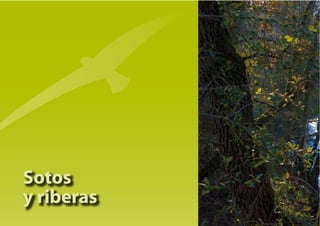 Sotos
y riberas
 