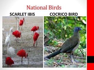 National Birds
SCARLET IBIS COCRICO BIRD
