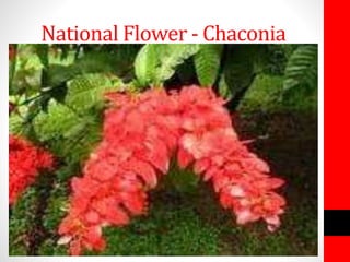 National Flower - Chaconia