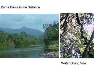 Punta Dama in the Distance Water Giving Vine 