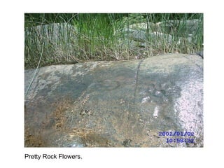 Pretty Rock Flowers. 