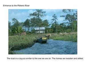 Entrance to the Pl átano River The boat is a cayuca similar to the one we are on. The homes are wooden and stilted. 