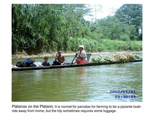 Pl átanos on the Plátano : It is normal for parcelas for farming to be a pipiante boat-ride away from home, but the trip sometimes requires some luggage. 
