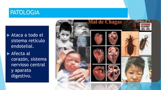 PATOLOGIA
 Ataca a todo el
sistema retículo
endotelial.
 Afecta al
corazón, sistema
nervioso central
y aparato
digestivo.
 