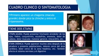 •Primero aparece un chagoma (macula
grande) donde pico la chinche y entro el
tripanosoma.
ETAPA AGUDA: Puede presentar hinchazón alrededor de los
ojos, fiebre, conjuntivitis, escalofríos, anorexia, dolor de
cabeza, dolor muscular, malestar general, miocarditis, etc.
ETAPA CRÓNICA: Puede aparecer muchos años después de la
picadura y presenta palpitaciones, dolores cerca del área
cardíaca, dolor cerca de la zona hepática, etc. También
afecta al sistema nervioso y al digestivo
CUADRO CLINICO O SINTOMATOLOGIA
TIENE DOS ETAPAS
 
